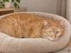 Рыжие котики в добрые руки