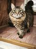Энергичный крупный кот Марио в большую семью
