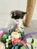 Маленький светлый котёнок в дар
