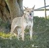 Ищет дом и свою семью небольшая ласкуша Синди 