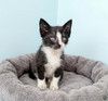 Ищем дом для космических котят