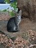 Ищут дом трое котят.