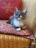 Котенок Граф - в добрые руки
