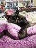 Самый добрый на свете котик Сириус ищет дом и доброе сердце
