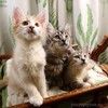 Красивые котята в дар