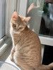 Кото-спаниель Сиена в добрые руки. 4-5 месяцев