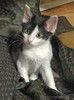 Ласковая, игривая девочка-котенок Мэй в добрые руки