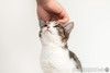 Трехцветный котенок Муся в добрые руки