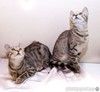 Котята — сестрички, с красивыми «бенгальскими пятнышками» в добрые руки!