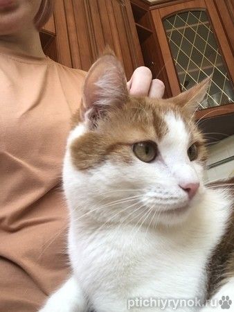 Крупный рыжий кот с золотыми глазами Валера в добрые руки