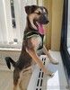 Усыновите Ринго из приюта!