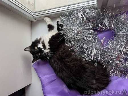 Скромный котик Гарри ищет семью!