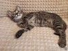 Марсик маленький полосатый котик-подросток очень ждёт своего человека