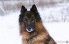  Чак бельгийская овчарка 6 лет