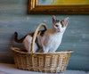 Трехцветная кото-мартышка Маришка в добрые руки