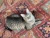 Очаровательный молодой котик-полосатик Рысик