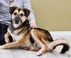 Усыновите Ринго из приюта!