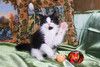 Котенок черно-белый мальчик Триша ищет дом