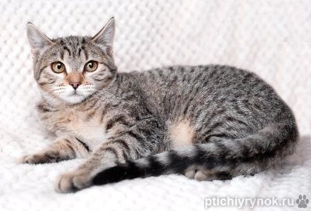 Полосатый котенок-подросток Марфушенька-душенька в дар