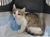 Котята в дар: луна и солнышко
