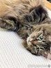 Роскошная сибирская кошка Мурка в добрые руки
