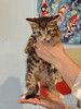 Ищет дом и самые добрые руки замечательная девочка Милли (Мелисса).