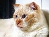 Ласковый голубоглазый шотландский вислоухий кот Лучик
