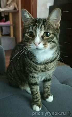 Самый обаятельный и привлекательный котенок Стёпик в поиске дома!