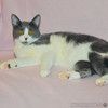 Очень ласковая кошечка Алиса ищет дом!