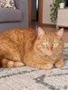 Рыжие котики в добрые руки
