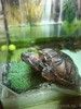 красноухая черепаха