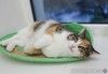 Ищет дом кошечка Пикси