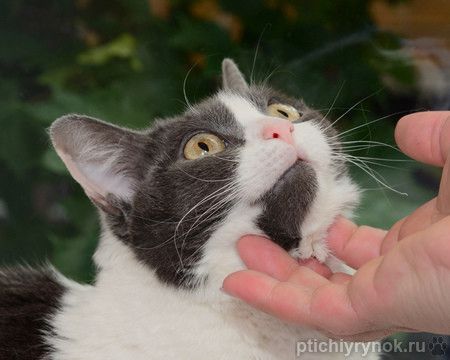 Ласковая ручная кошка Любаша в добрые руки