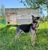 Добрый и спокойный пёс Патрик в дар