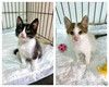 Очень милые, трогательные котята, мальчик и девочка ищут дом