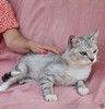 Британская серебристая шиншилла Белка в добрые руки
