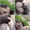 Ищем дом для пяти невероятно красивых котят