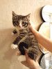 Котенок Кася ищет дом!
