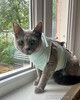 Британская молодая кошечка ищет дом