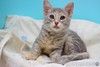 Прелестная малышка Славушка! Котенок в добрые руки