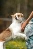 Эксклюзивная маленькая рыжая собачка-лисичка Эмбер в дар