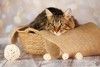 Егорка - ручной, ласковый, мурчливый котик в добрые руки!