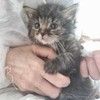 Чудесные котята Тим и Том в добрые руки.