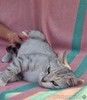 Британская серебристая шиншилла Белка в добрые руки