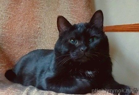 Британский крупный черный красавец-кот Дуглас в добрые руки