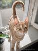 Кото-спаниель Сиена в добрые руки. 4-5 месяцев