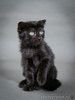 Чёрный котёнок Марио - метис вислоушки в дар