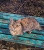 Ласковая Мурка ищет дом(1 год, 2,6 кг, здорова)