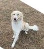 Белая пушистая красавица — собака Альма в добрые руки