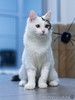 Элегантный красавец, молодой котик Гудвин ищет дом